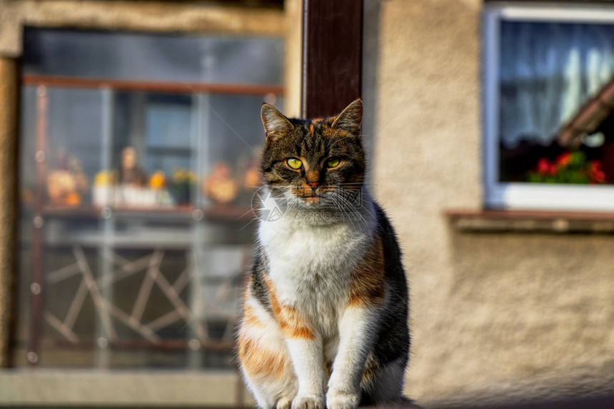 坐在角落里的国内时尚小猫胖猫看着花园里的一些动作聪明可爱的猫有趣的猫图片