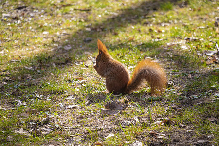 美丽的松鼠尾巴毛嫩的松鼠坐在公园图片