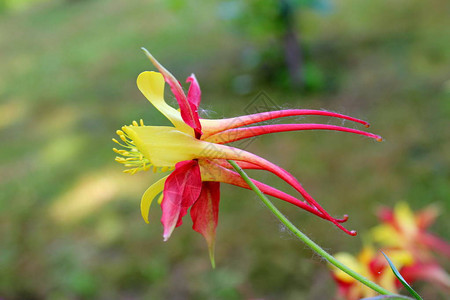 AquilegiaskinneriTequilaSunrise或ColumbineGranny的帽子绽放出鲜红色到铜红色橙色背景图片