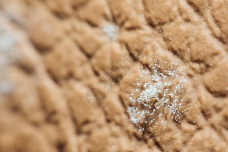 长在皮革表皮上的霉菌孢子的宏观图片