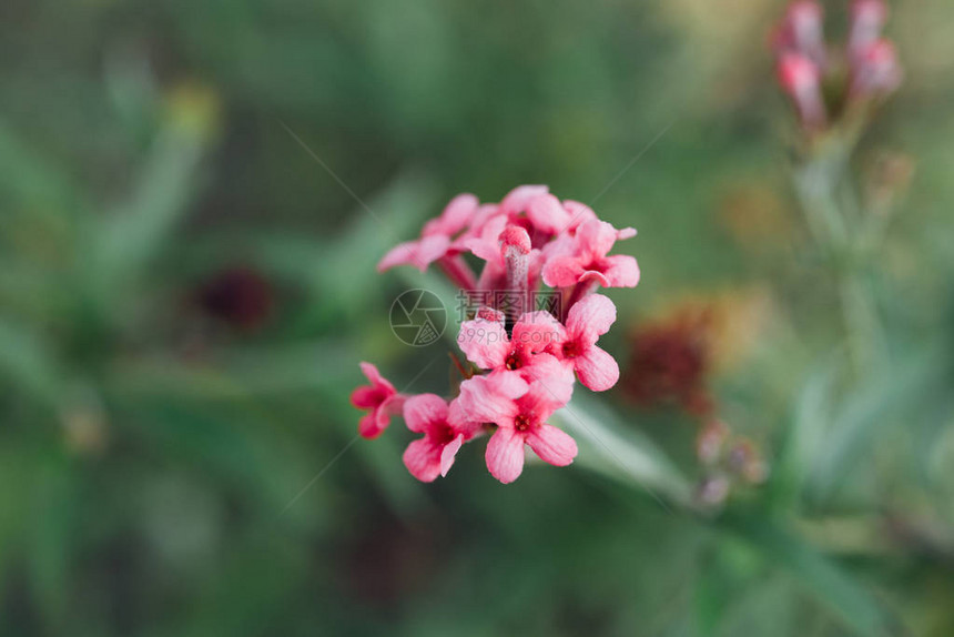 Flower粉红色颜图片