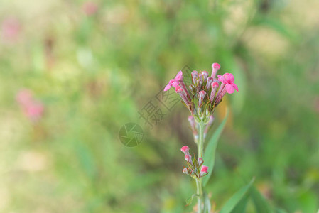 Flower粉红色颜图片