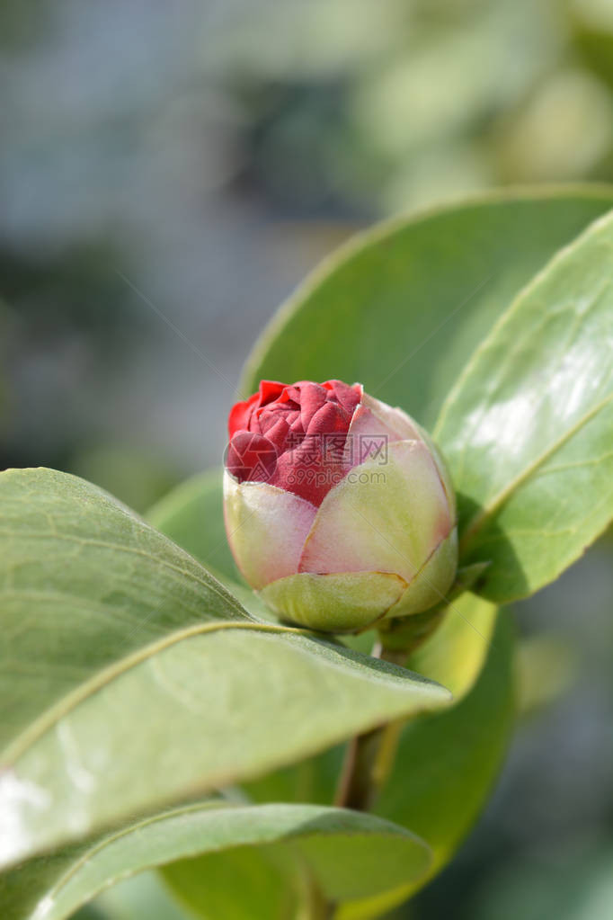 山茶花蕾拉丁名Camelliaja图片