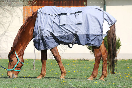 一匹年轻的赛马在动物园春季时间在全新的磁希拉皮马毛毯下训练后图片