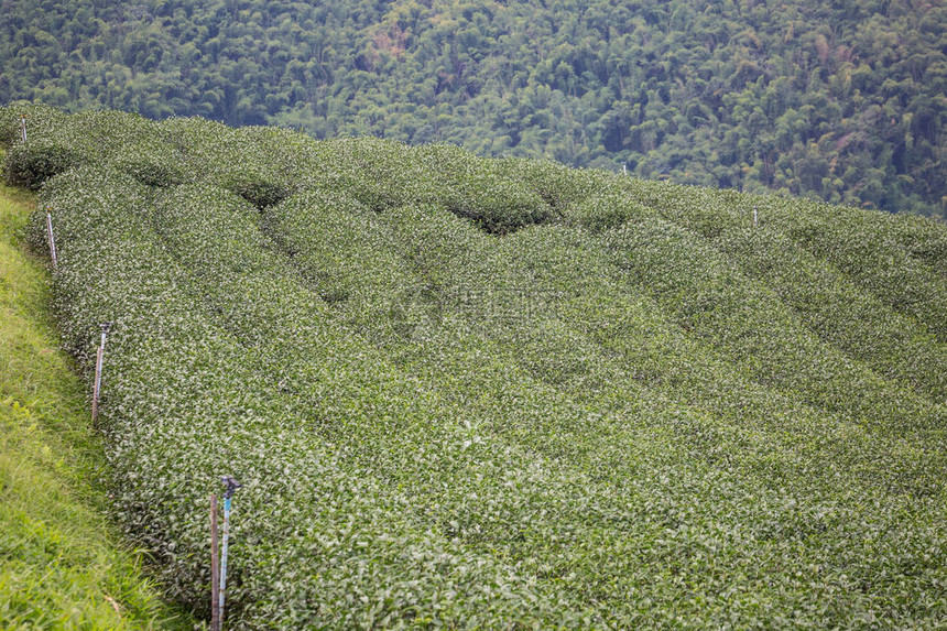 传统亚洲村的绿色种植园外面气图片