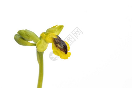 Ophrysphryganae液背景图片