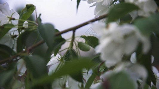 春季城市街道上白色野苹果树开花的明亮特写视图苹果树枝与柔和的白花图片