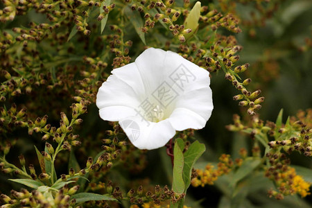 田间旋花或旋花或欧洲旋花或匍匐珍妮或拥有藤本多年生草本植物图片