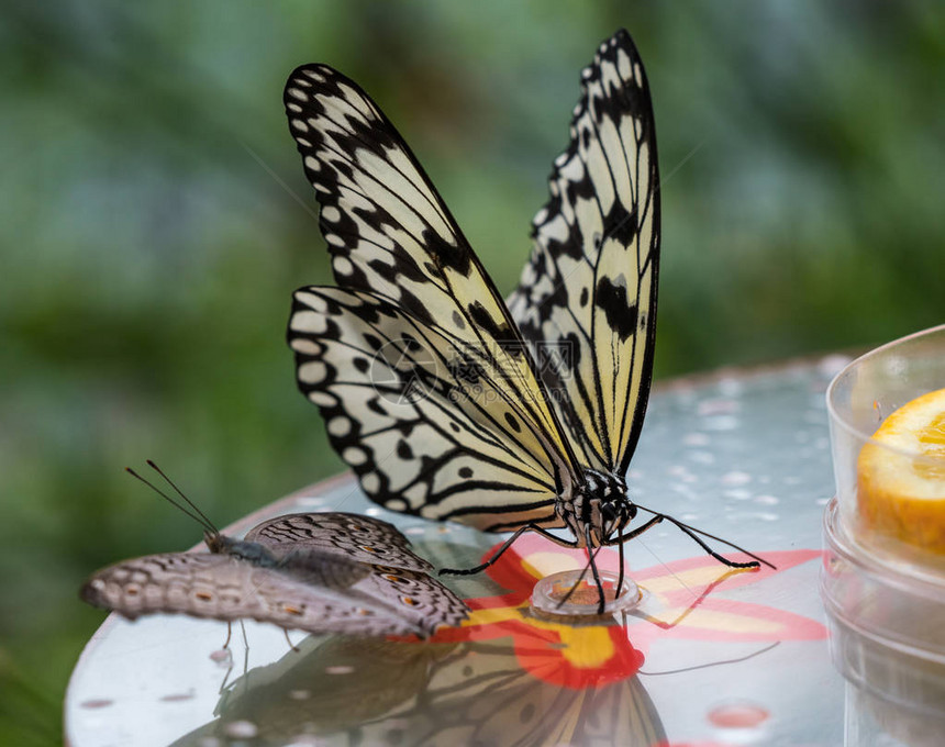 Idealeuconoe纸风筝宣纸或大树若虫以其在蝴蝶屋和活蝴蝶展览中的存在而闻名它的翼展为12至图片