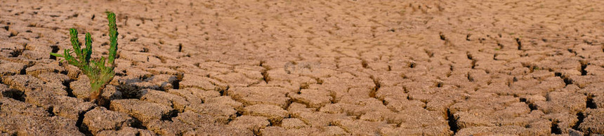 在干旱地区风景全中生长被磨裂和干燥图片