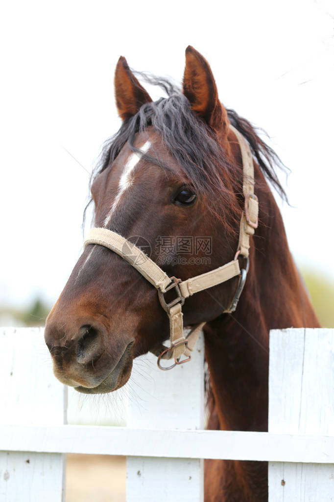 年轻漂亮的马为相机摆姿势一匹纯种年轻马的画象在夏天畜栏的在户外乡村场景的自然背景中特写一匹图片