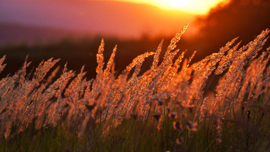 夕阳下的草原图片