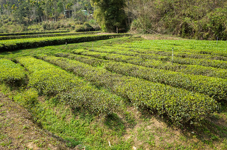 南投山谷的绿茶农场图片