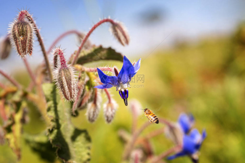 蜜蜂在鲜花上飞翔美丽的紫红花和图片