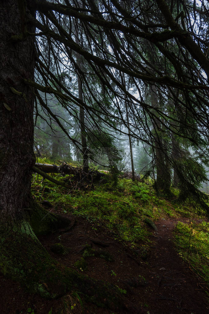 满是雾和古老树苗的潮湿的秋林中行走雨图片