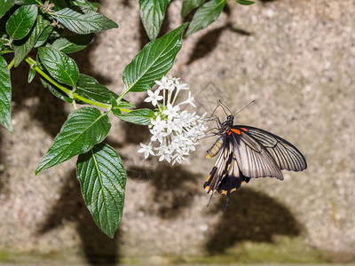 大摩蒙蝴蝶PapilioMemnon图片