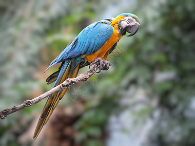 蓝色和金色Macaw阿背景图片