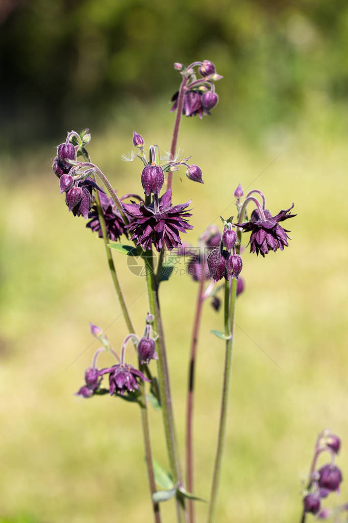 紫色aquilegianorabarlow美丽的草地场与野花春天或夏天的野花特写保健概念农村领域替图片