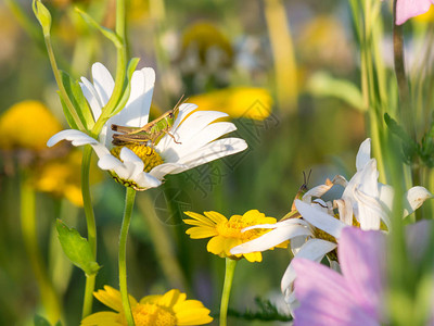 蚱蜢在雏菊上休息微距照片图片