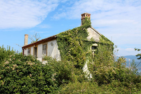 几乎完全过度的废弃家庭房屋覆盖着爬行植物和树木在云彩蓝天背景上图片