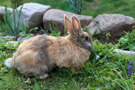 绿色夏日草原上美丽的可爱兔子在草地图片