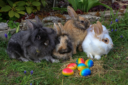复活节有趣的兔子和彩色图片