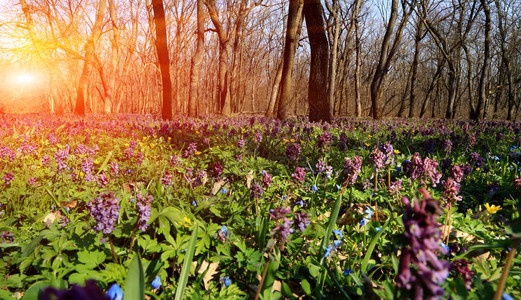 春天森林里花草甸上的阳光图片