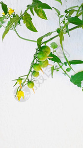 开花的番茄植物有一簇绿色图片