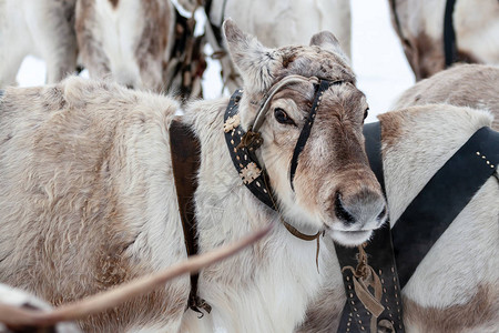 驯鹿小组驯鹿队长特写西伯利亚人民传统假日图片