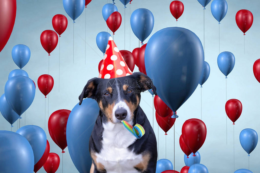 可爱的狗庆祝他的生日派对阿图片