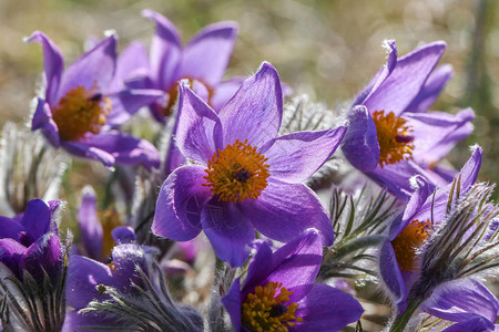 美丽的紫色花朵东方Pulsatillapatenspasque图片