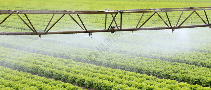 夏季绿色莴苣耕地的灌溉系统图片