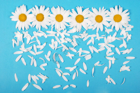 花朵和花瓣组成蓝背景的甘菊夏季概念平面顶视图片