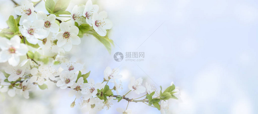 春天花开特写镜头与散景背日本花园和阳光下樱花树的春天自然景观复活节假期季节风景纯柔和图片