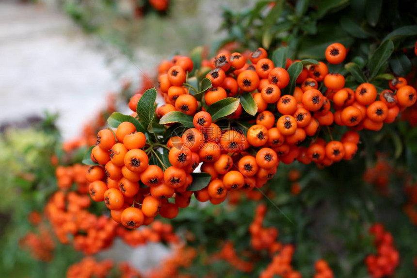 RowanRipe浆莓稠密橙色集群图片