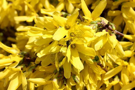 Forsythia或复活节树明亮黄色的多花朵在温暖阳光明媚的春日紧贴图片