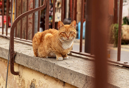 坐在棕栅栏后面的低墙上等待路过者送礼物的塞浦路斯独生小猫图片