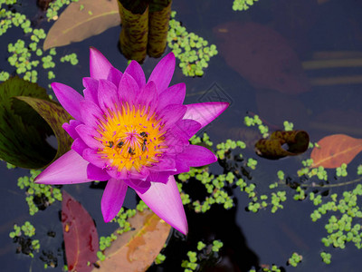 池塘中的粉红水或莲花图片
