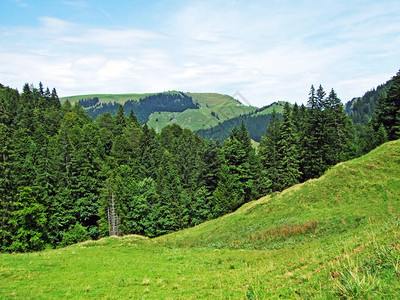 Alpstein山脉斜坡的树木和常绿森林图片