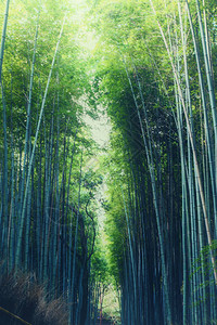 日本京都雅林山Arash背景图片