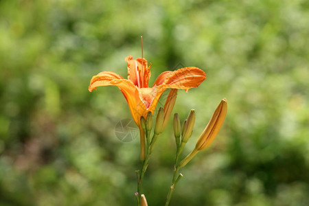 百合或百合橙黄色多年生单朵盛开的花图片