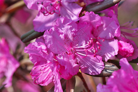 在植物园宏观摄影中明亮阳光明媚的春天日光辉灿烂的粉图片