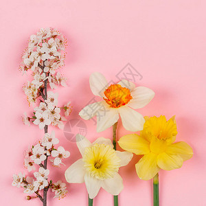 粉红背景的花朵和自恋花朵图片