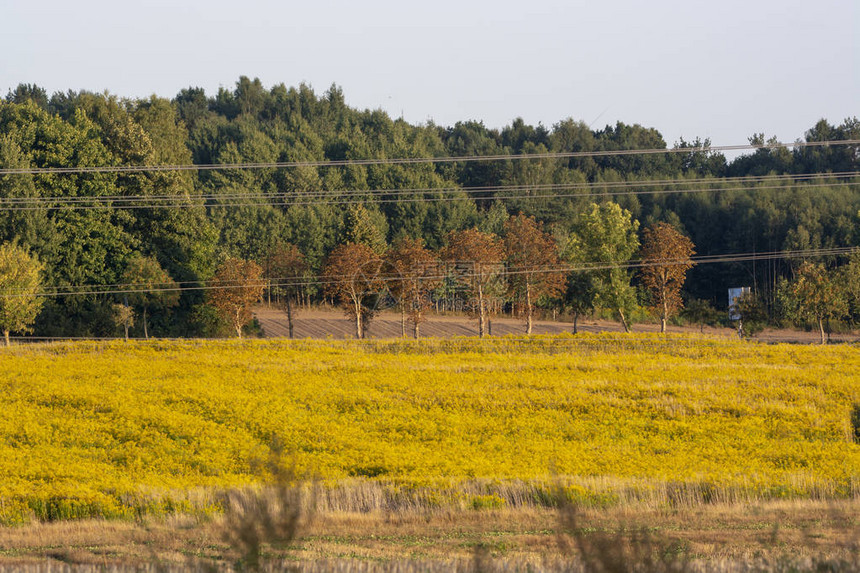 金黄色的田野在秋日的阳光下泛黄图片