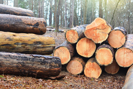 森林中的木材砍伐原木伐木业图片