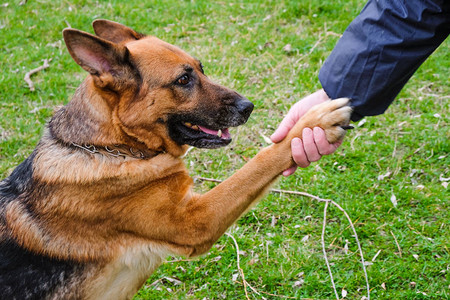 德国牧羊犬品种的狗给爪子户外图片