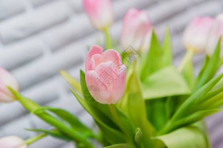 春天的一束郁金香图片
