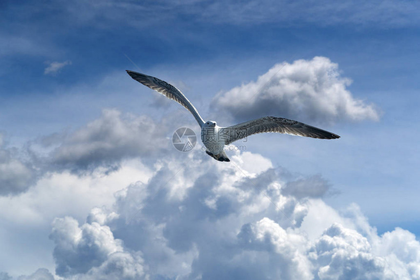 海鸥在多云的天空上飞行图片