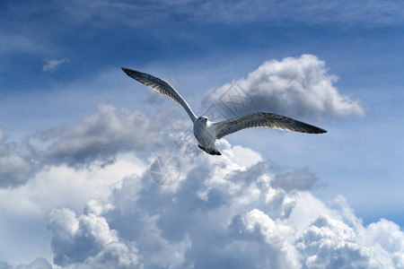 海鸥在多云的天空上飞行图片