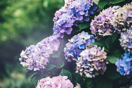 园艺中盛开的美丽鲜艳多彩罗多色花朵植物的细节图片
